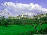 Basilica di San Francesco 8